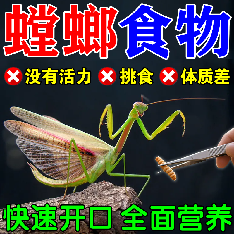 螳螂食物吃的幼小饲料面包虫子活干高蛋白幽灵眼斑兰花养宠物蝈蛐
