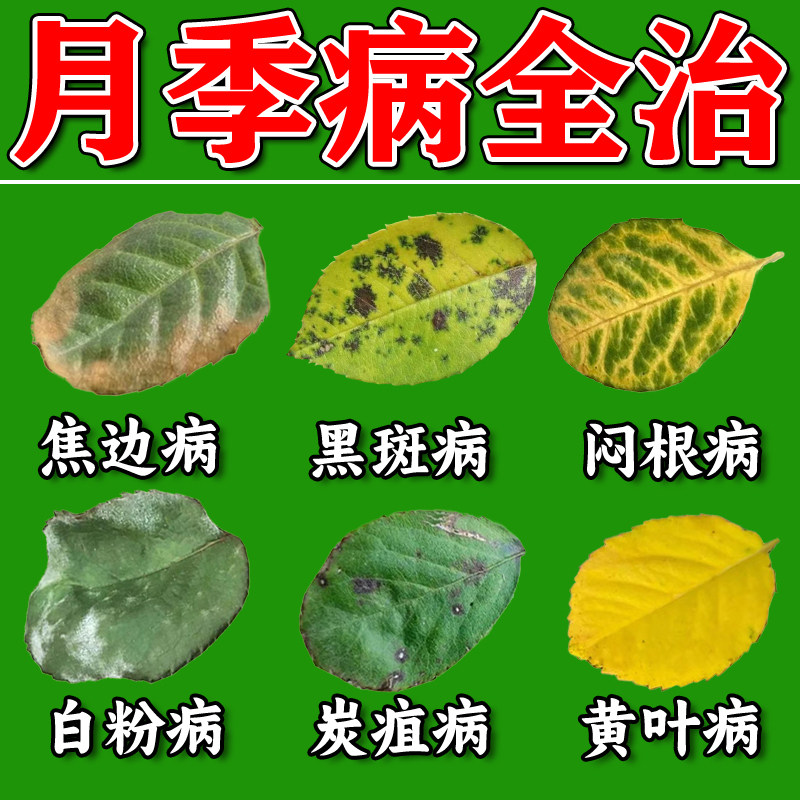 月季花病虫害常用药黄叶黑斑病白粉病红蜘蛛玫瑰叶子杀菌专用肥图片