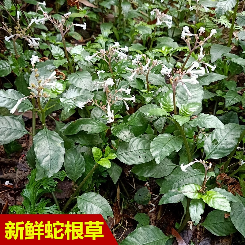 蛇根草新鲜雪里开花阴蛇风岩泽兰雪里梅地红草四季花钻地风