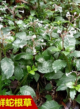 蛇根草新鲜雪里开花阴蛇风岩泽兰雪里梅地红草四季花钻地风