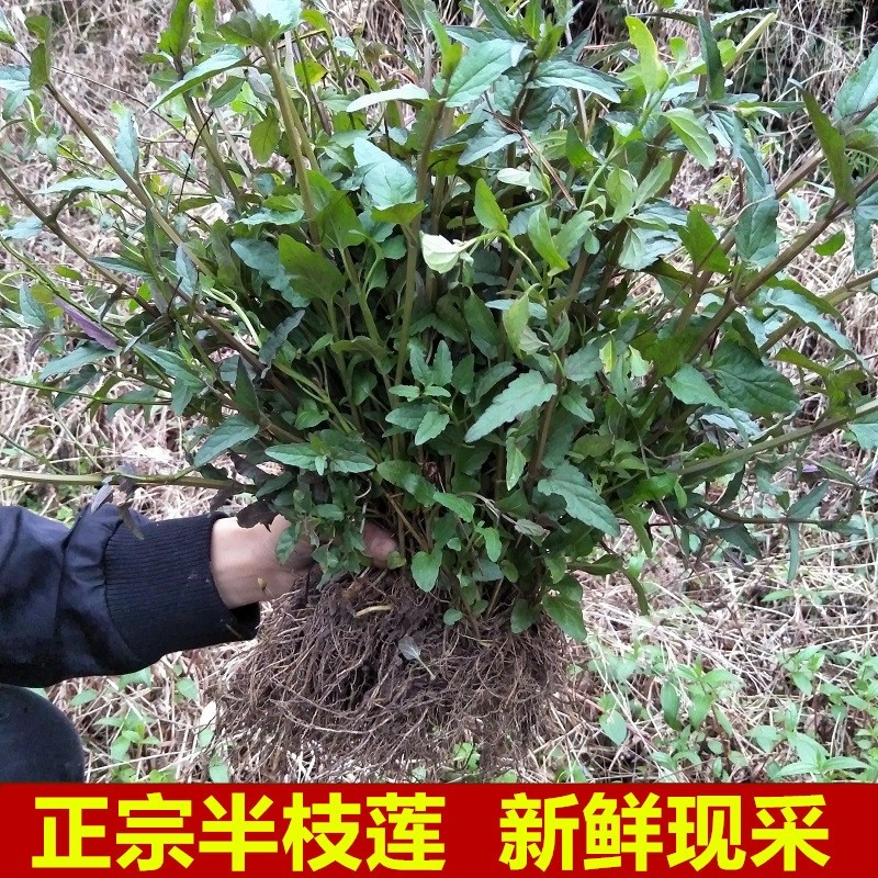 中草药新鲜半枝莲500g现采四条棱四方草并头草牙刷草田基草