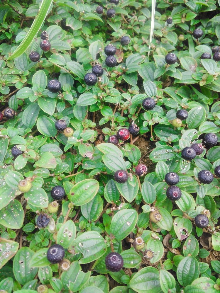 生新鲜地稔草野地茄子泡酒铺地锦地吉桃山地棯地石榴500g包邮