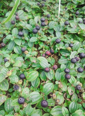 野生新鲜地稔草野地茄子泡酒铺地锦地吉桃山地石榴500g包邮