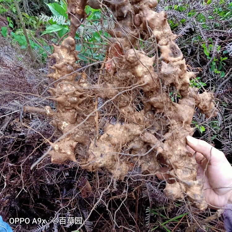 野生生新鲜菝葜根金刚藤根500g包邮铁菱角金刚刺乌鱼刺铁刺苓