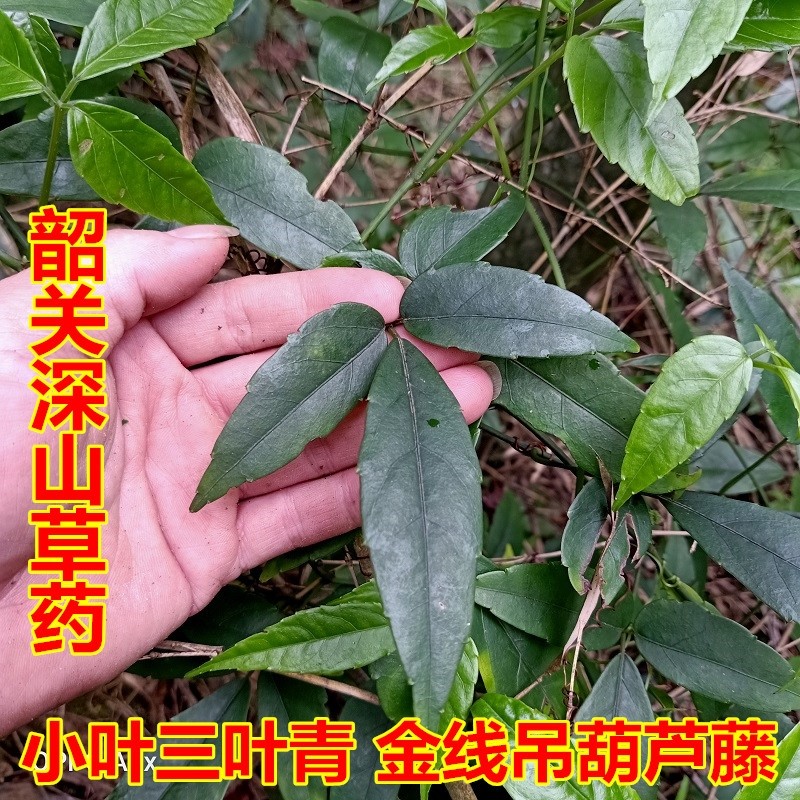 深山中草药生新鲜三叶青藤500g现采野金线吊葫芦崖爬藤丝线吊金钟