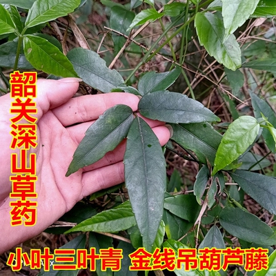 野生中草药生新鲜三叶青藤500g现采野金线吊葫芦崖爬藤丝线吊金钟
