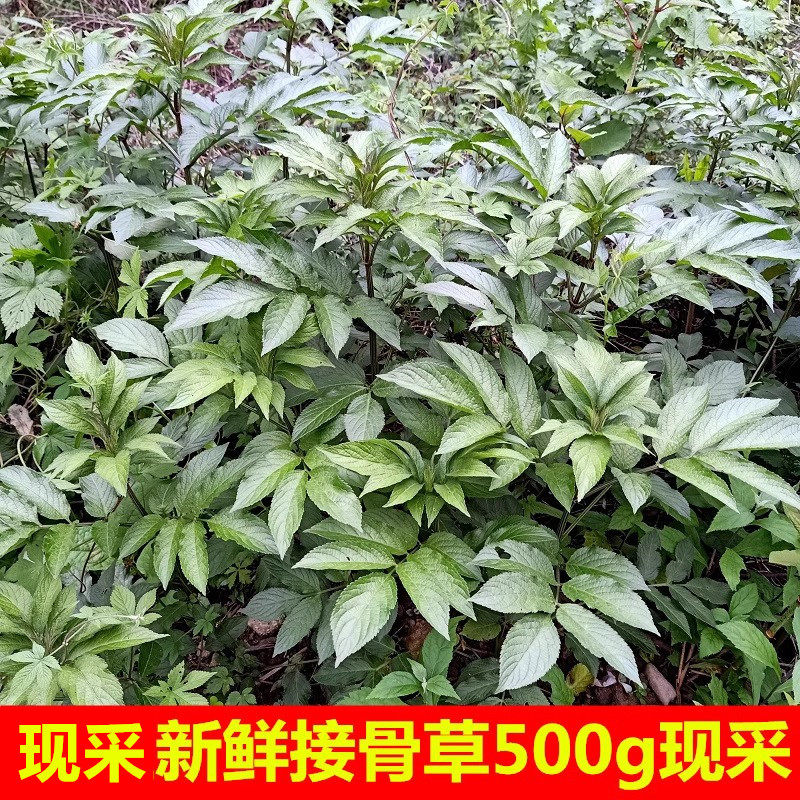 野生新鲜接骨草陆英八棱麻小接骨丹500g蒴藋排风藤大臭草走马风