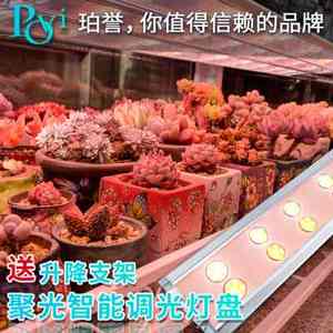 珀誉 多肉补光灯 防徒上色仿太阳光家用育苗全光谱led植物生长灯