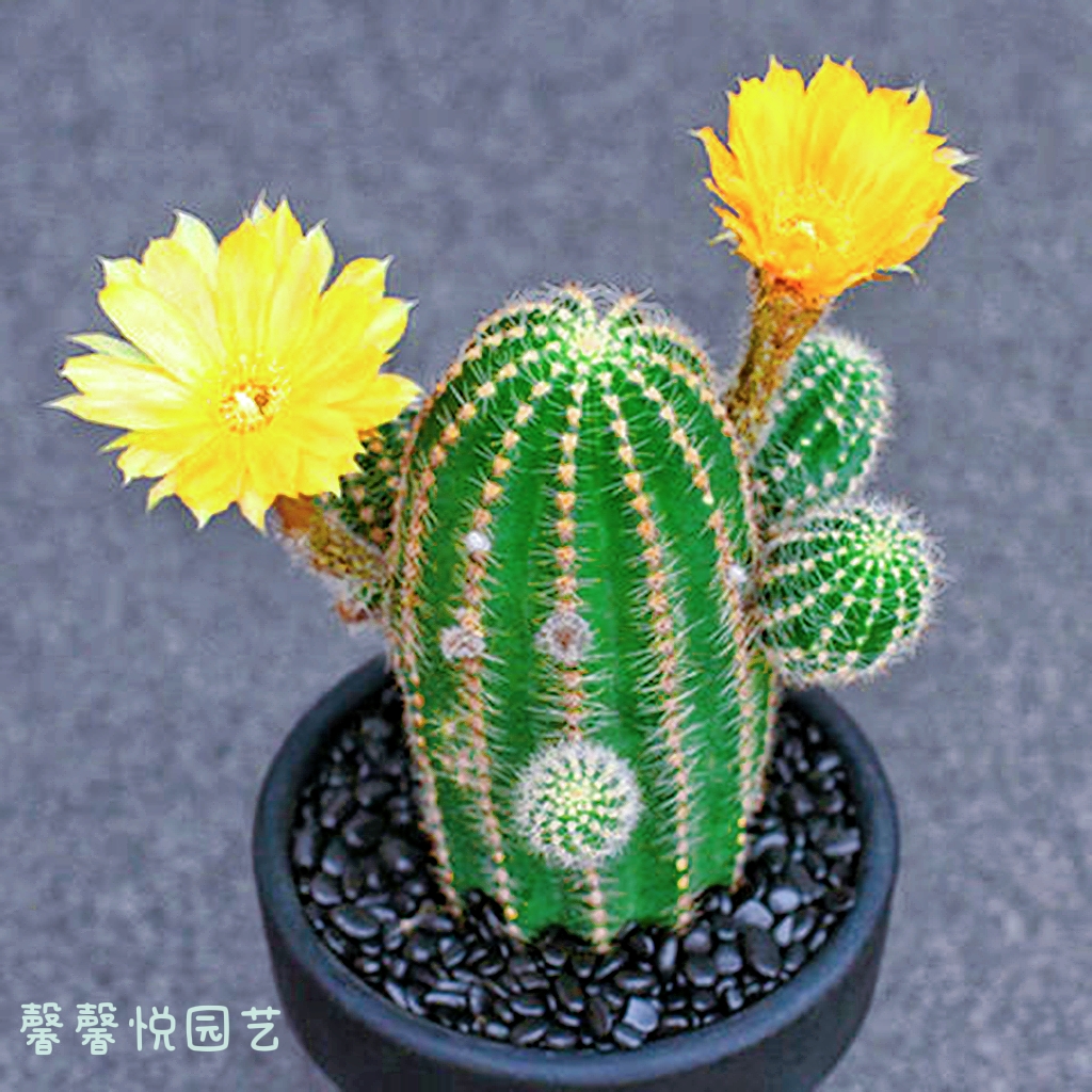 黑金刚仙人球室内盆栽开花高端品种大全实生高级多肉植物防辐射-封面