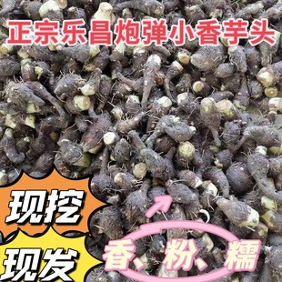 正宗乐昌炮弹香芋小香芋韶关芋头新鲜小芋头现挖农家粉糯槟榔芋仔