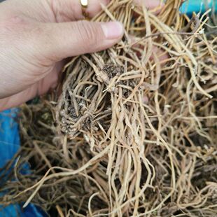 贵州新货无硫龙胆草胆草个苦胆草质量保证龙胆野生泡水喝正品