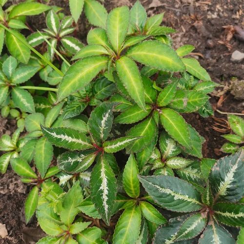 贵州万年巴串铃新鲜山洋芋小搜山虎万年巴