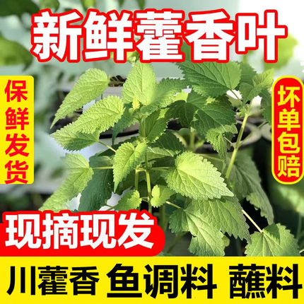 四川藿香新鲜带杆藿香叶做鱼调料豆花蘸料藿香菜鱼香茴香农家自种