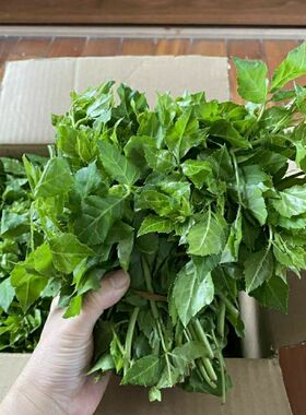 新鲜苦刺心白刺尖苦刺菜现摘现发簕口菜簕菜农家露天现采现发苦菜