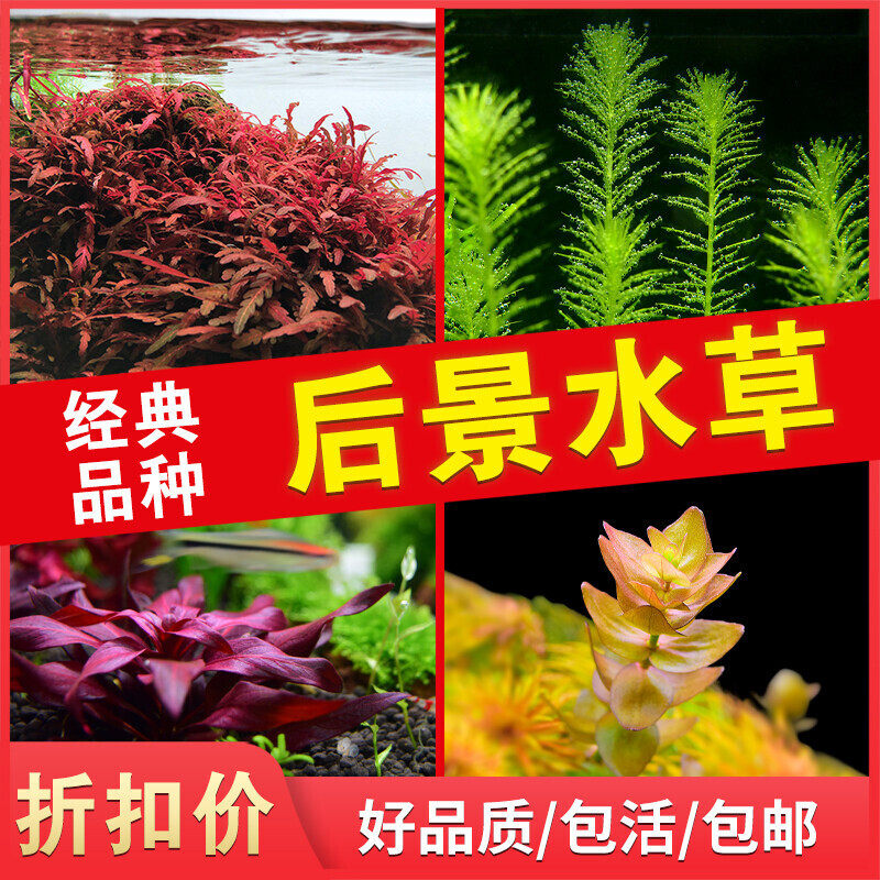鱼缸水草造景套餐增氧植物活体淡中后景阴性绿菊蜈蚣宫廷紫红丁香