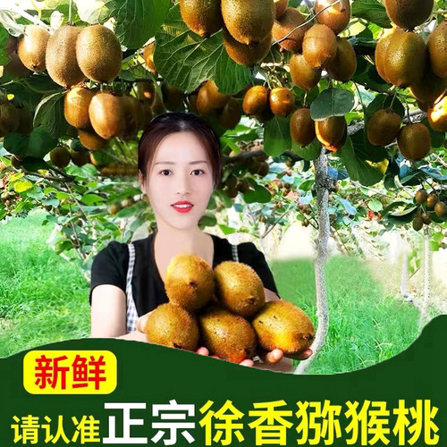 秦利源徐香猕猴桃果园收到即食