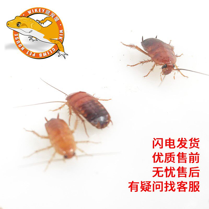 樱桃蟑螂饲料樱桃红蟑螂幼体虫爬宠爬虫鸣虫食物守宫金龙鱼