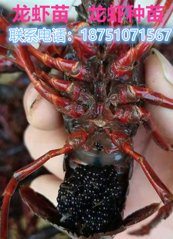 小龙虾苗种虾抱卵青虾活体虾淡水养殖龙虾苗优质苗种培育基地