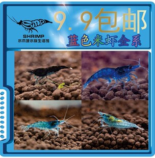 蓝色米虾系列全套套餐蓝丝绒蓝宝石蓝琉璃巧克力包邮繁殖宠物观赏
