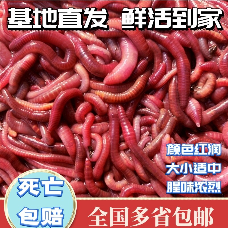 蚯蚓活饵野钓垂钓红蚯蚓活体大号钓鱼蚯蚓鱼饵红虫龟食盒装散装