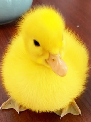 小鸭子活宠物柯尔鸭活宠物可达鸭活宠物活的真小鸭子宠物幼崽活苗