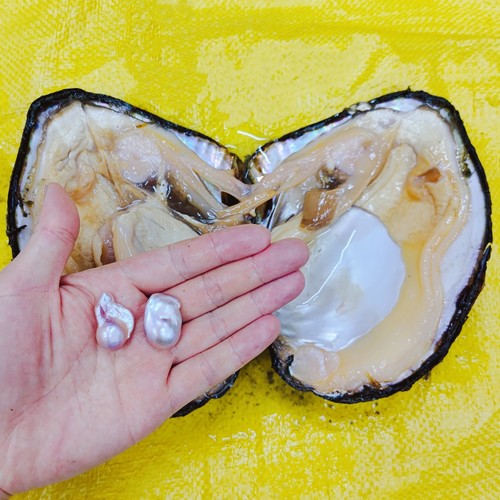 真的淡水炫彩色异形大巴洛克珍珠蚌活的蚌自己开活体蚌壳diy包邮