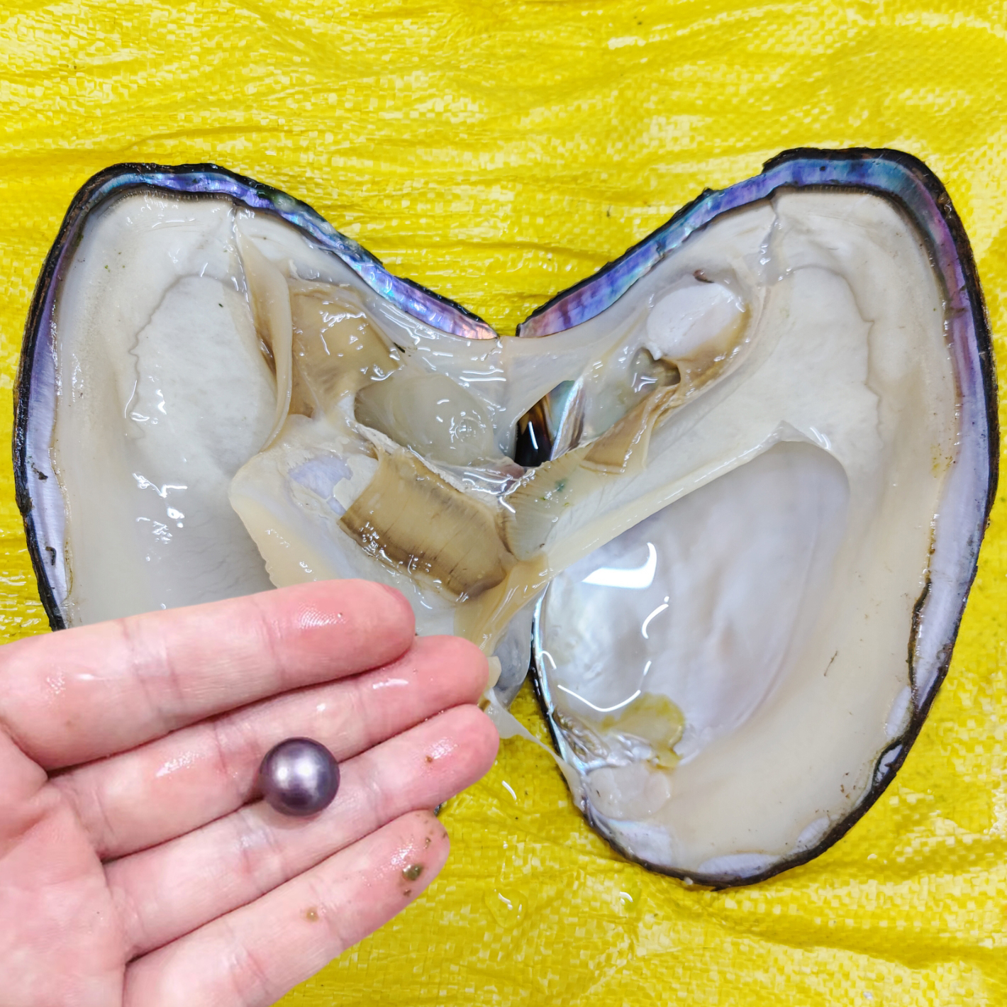 圆形真的大单珠蚌淡水单颗自己开取白色妖紫色爱迪生鲜活珍珠蚌壳