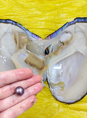 圆形真的大单珠蚌淡水单颗自己开取白色妖紫色爱迪生鲜活珍珠蚌壳