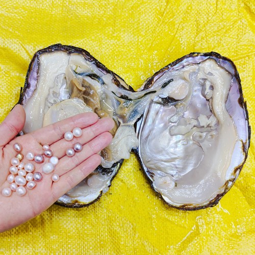 特大真的淡水多珠蚌老蚌带有珍珠养殖河蚌贝壳鲜活蚌自己开取珍珠