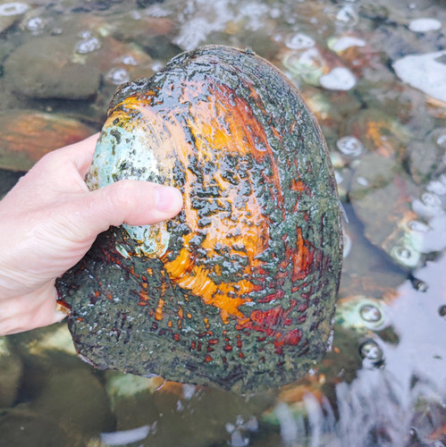 真的淡水紫色单珠巨无霸多珠组合自己开蚌取爱迪生珍珠蚌鲜活河蚌