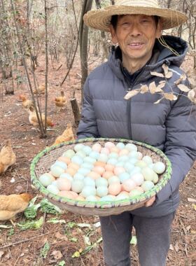 60枚茶果山松林土鸡蛋（生态蛋）农家 当日 新鲜食用