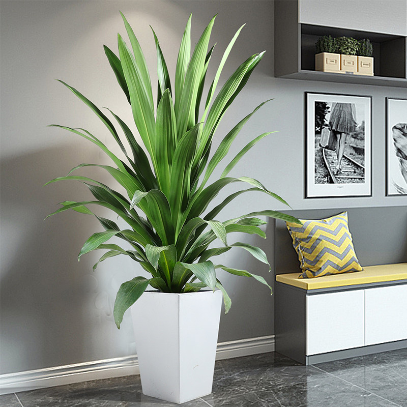 金心也门铁盆栽青叶三株组合造型室内中型耐阴吸甲醛净化空气绿植,鲜花速递/花卉仿真/绿植园艺,绿植,淘宝优惠券,粉丝福利购,淘宝优惠卷