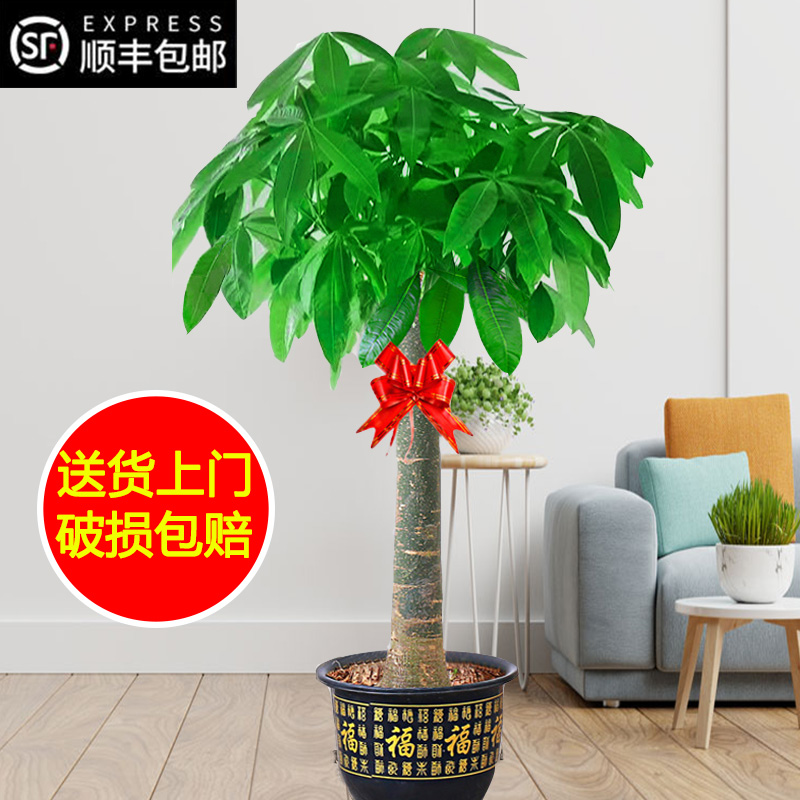 发财树大棵客厅大盆栽大型绿植室内办公室好养盆景乔迁开业植物