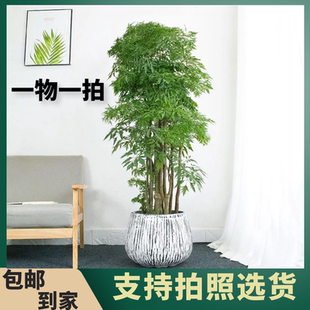 羽叶福禄桐盆栽客厅办公室大型绿植老桩丛生羽叶金钱兜植物