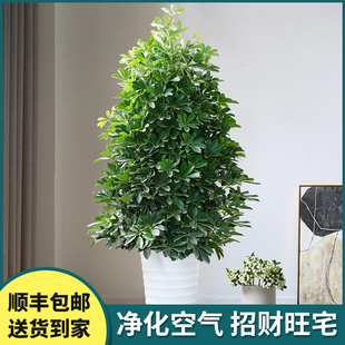 鸭脚木发财树室内盆栽大招财办公室室内绿植大型植物吸甲醛好养树