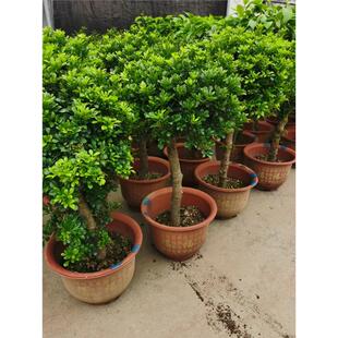 树形独杆米兰九里香盆栽花四季开花不断室内香花植物净化空气老桩