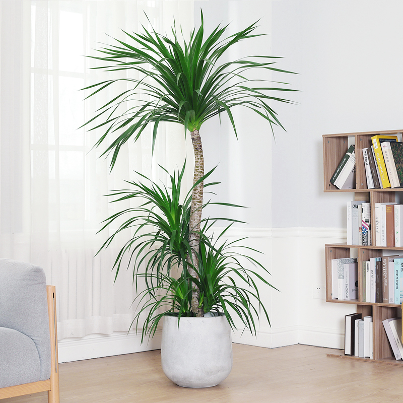 造型龙血树老桩大盆栽网红龙须树室内大型植物花卉盆景客厅绿植