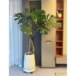 大叶龙鳞龟背竹老桩根盆栽客厅大盆栽室内客厅好养活绿植四季常青