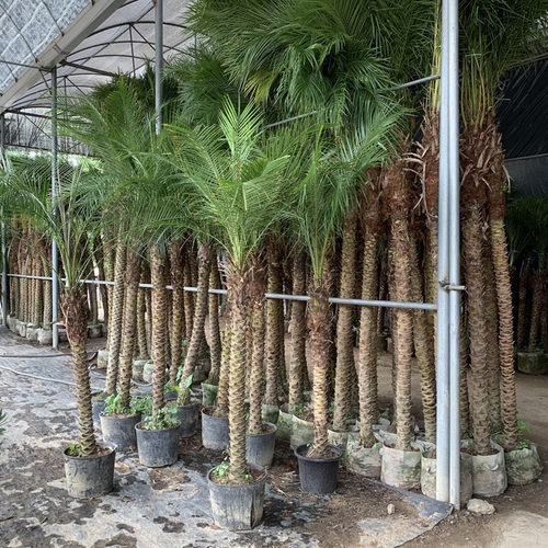 美丽针葵泰国椰子树针葵树盆栽刺葵棕榈树室内绿植客厅庭院除甲醛