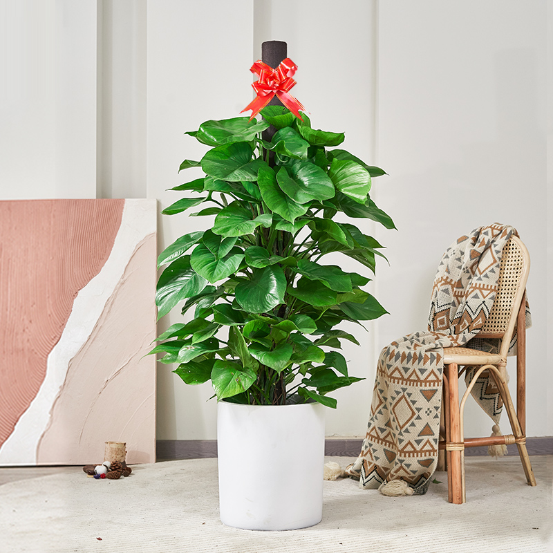 绿萝柱客厅绿植大型植物室内好养吸甲醛净化空气办公室开业大盆栽