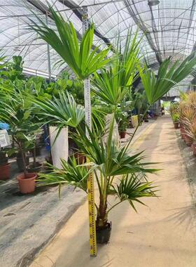 大型蒲葵大叶蒲圆叶室内吸甲醛净化空气客厅庭院好养活耐寒绿植