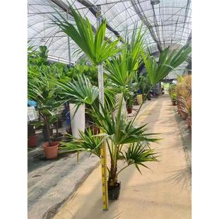 大型蒲葵大叶蒲圆叶室内吸甲醛净化空气客厅庭院好养活耐寒绿植