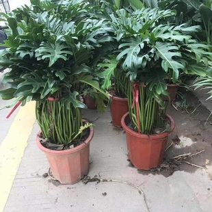 春羽盘栽春雨植物观叶绿植龟背竹客厅室内小天使龙鳞蔓绿绒大盘景