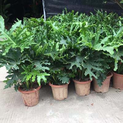 春羽盆栽 老桩龙鳞蔓绿绒可水培室内观叶绿植好养植物净化空气