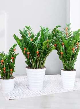 金钱树大棵盆栽发财树大叶金钱树客厅大盆大号四季常青钱串子