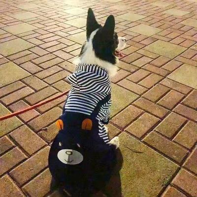 边牧衣服冬季不倒绒大狗狗