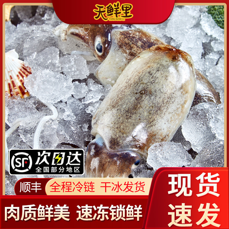 天鲜里水产新鲜墨鱼鲜活冷冻墨鱼