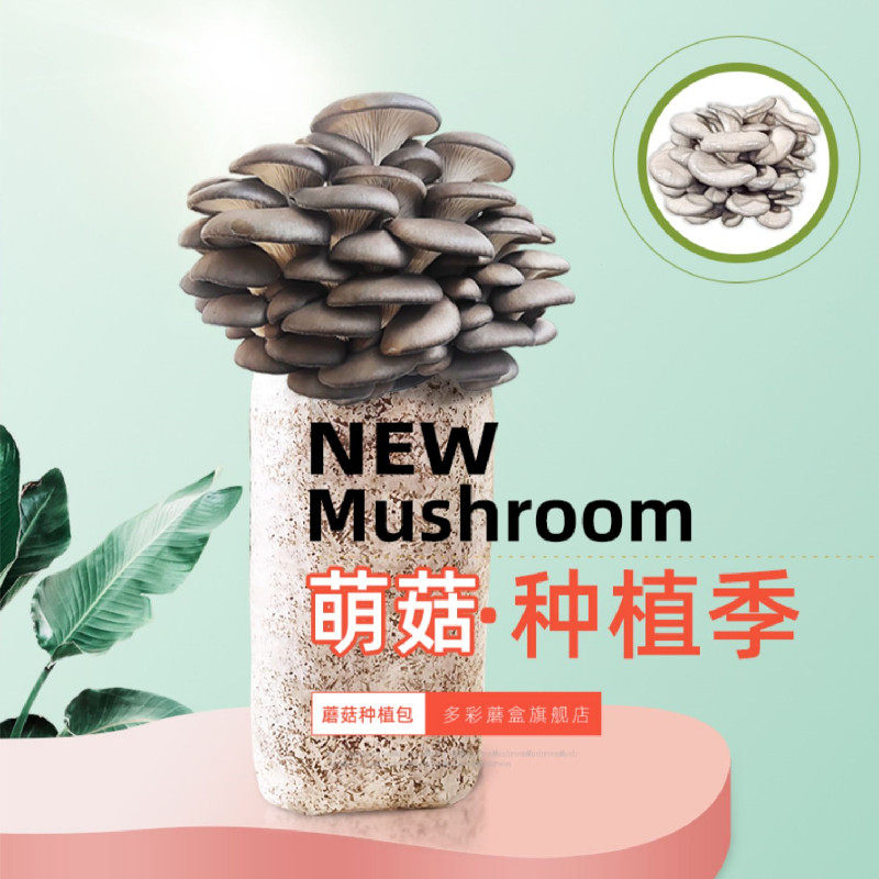 蘑菇种植包菌家香食用黑平菇