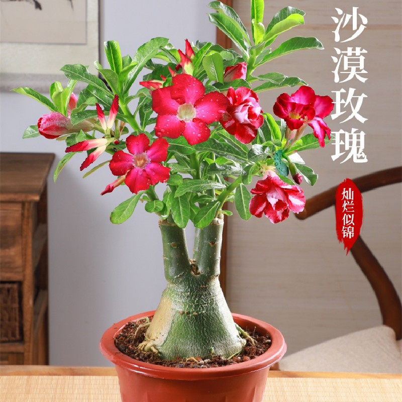 沙漠玫瑰盆栽水培多肉植物