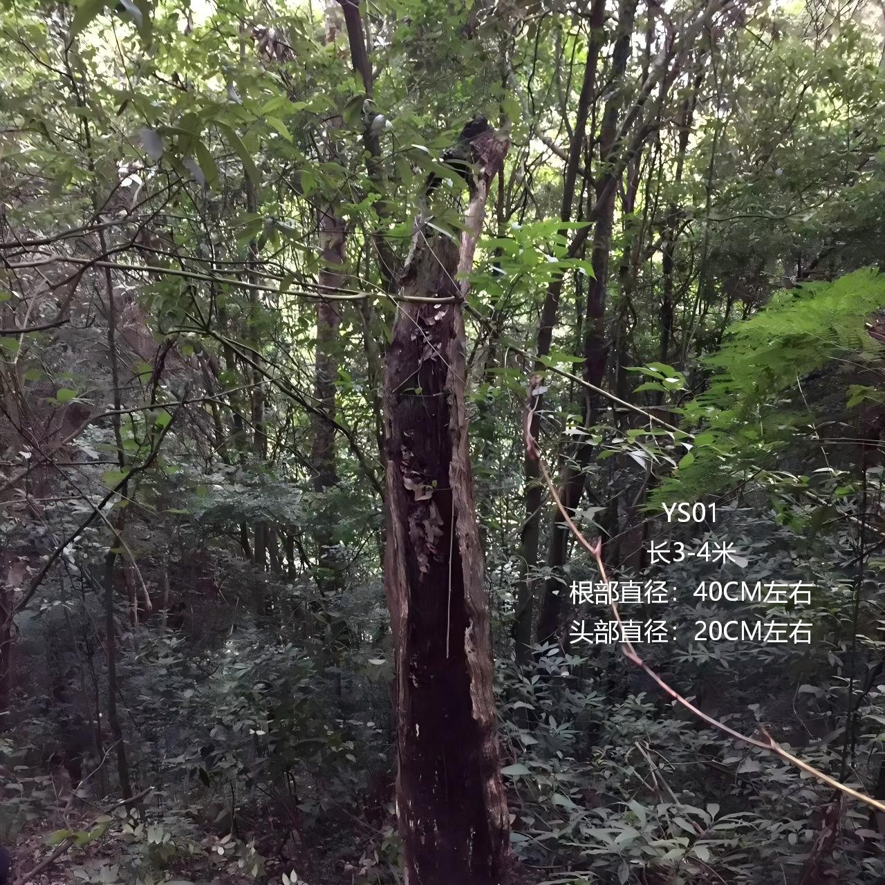 树根落地树干大型招财开运根艺